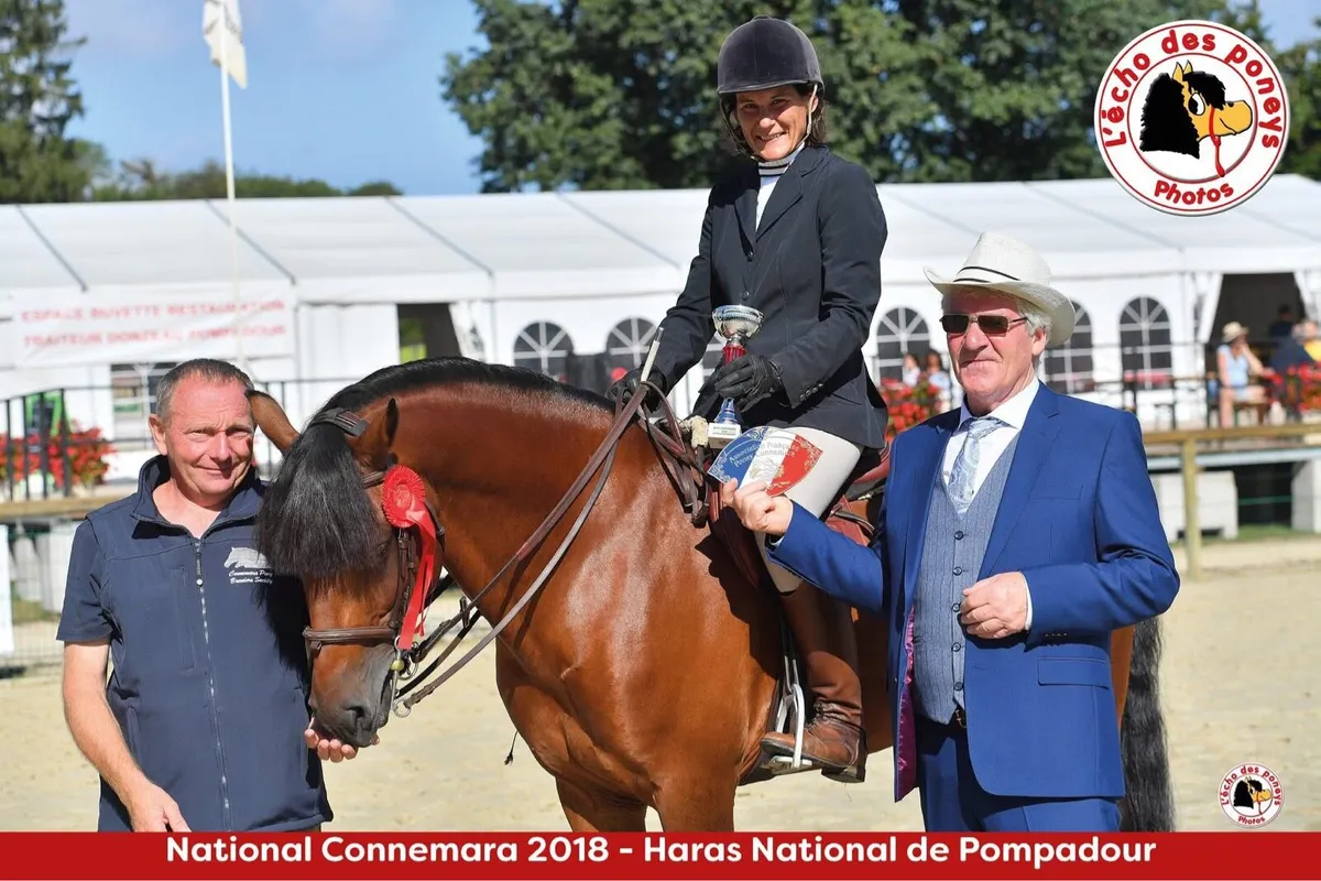 N/N Connemara GP Performance Stallion at STUD - Image 1