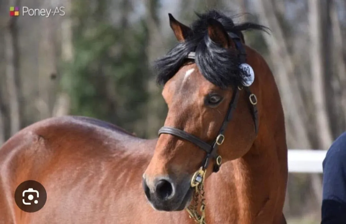 N/N Connemara GP Performance Stallion at STUD - Image 2