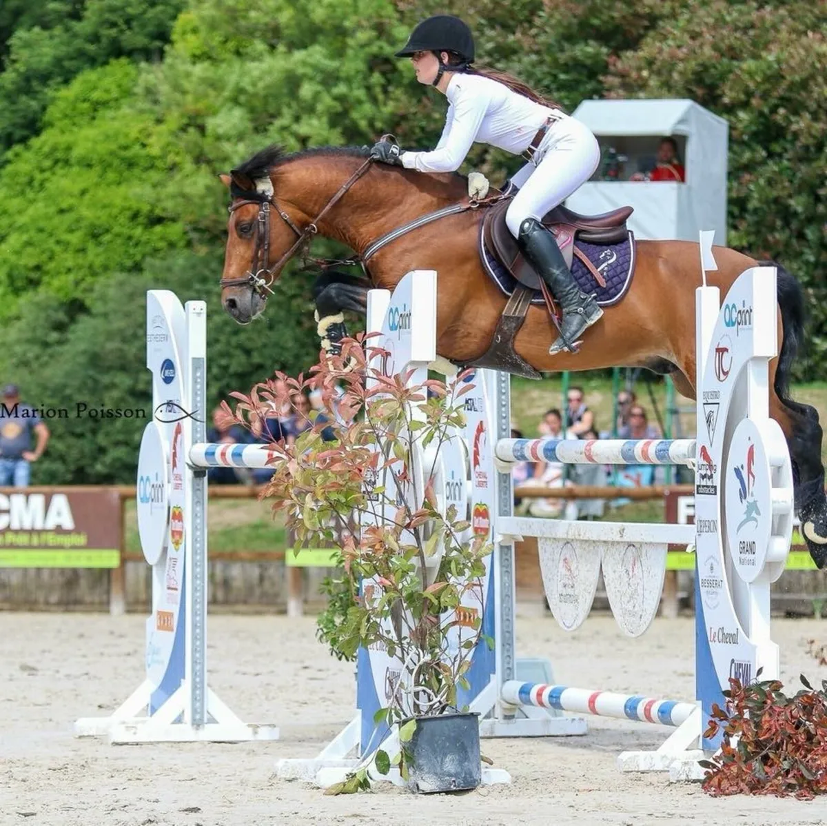 N/N Connemara GP Performance Stallion at STUD - Image 4