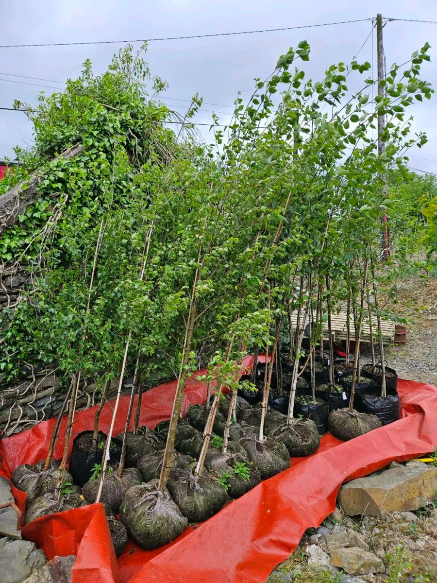 Trees for Sale - Image 1
