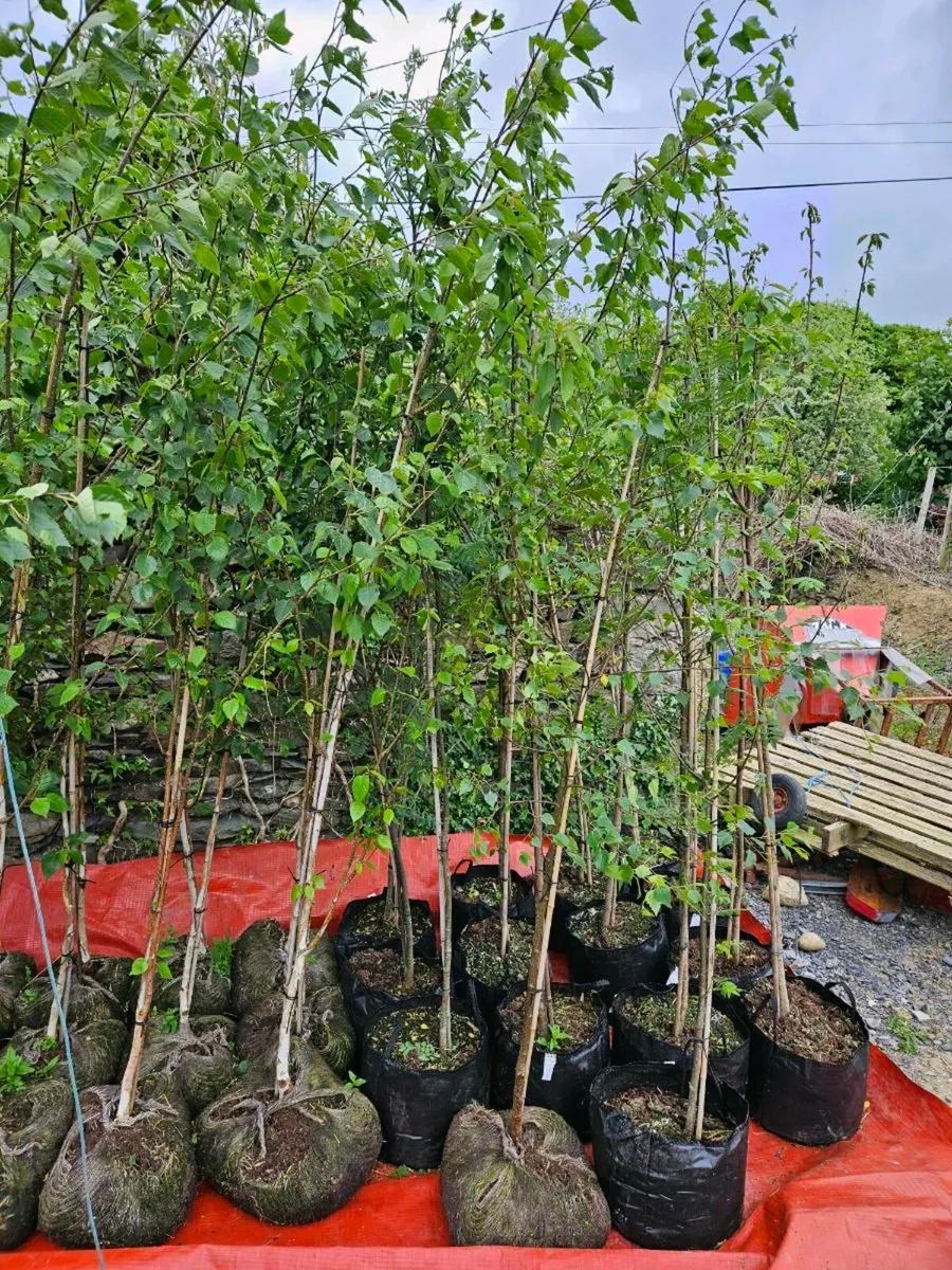 Trees for Sale - Image 2