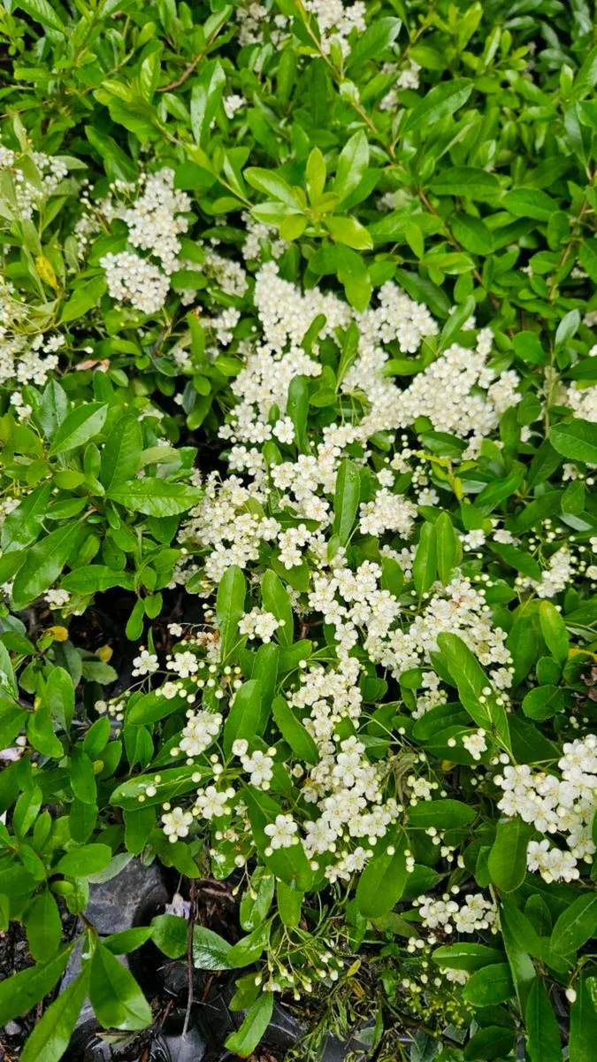 POTTED LAUREL ONE EURO - Image 4