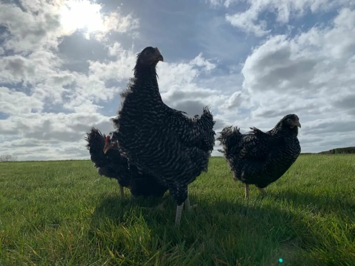 Point Of Lay Pullets - Image 1