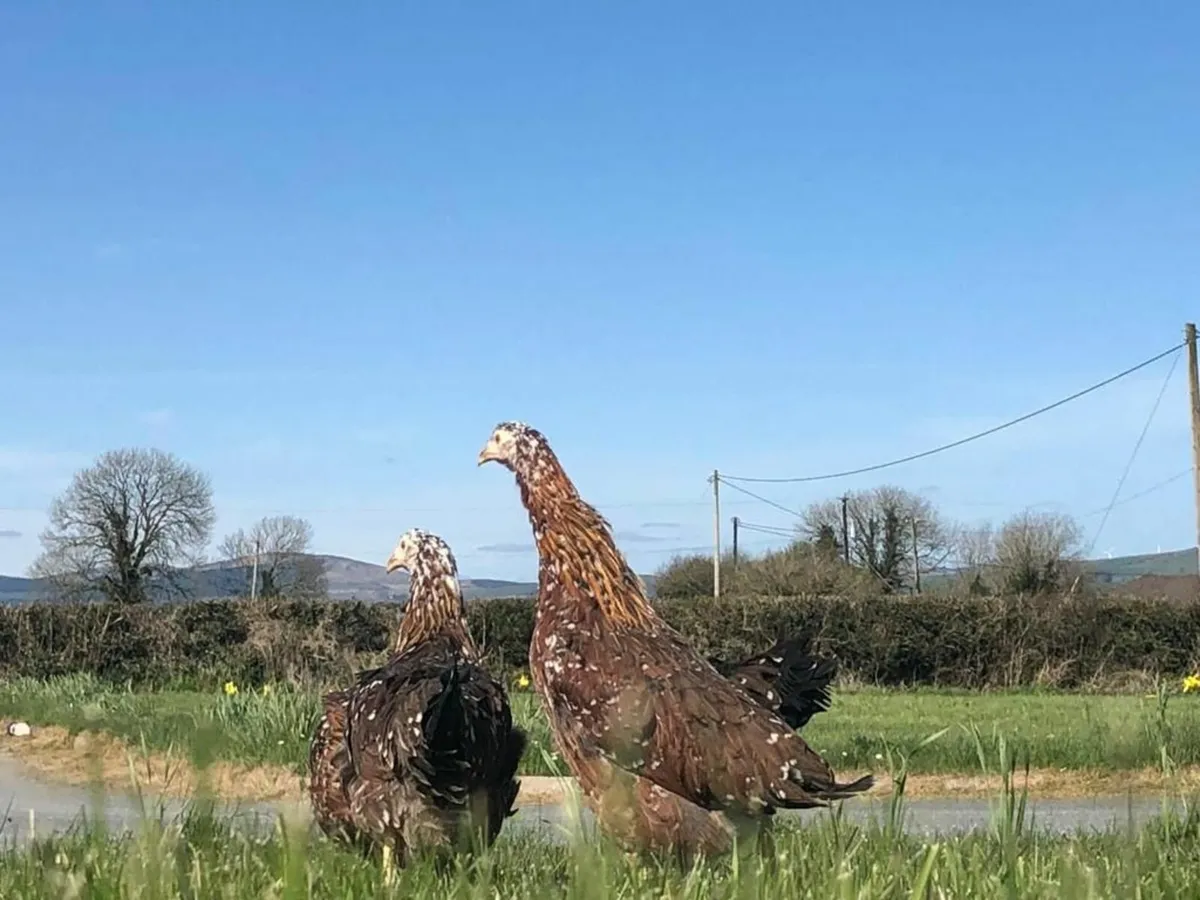 Chickens for sale - Image 1