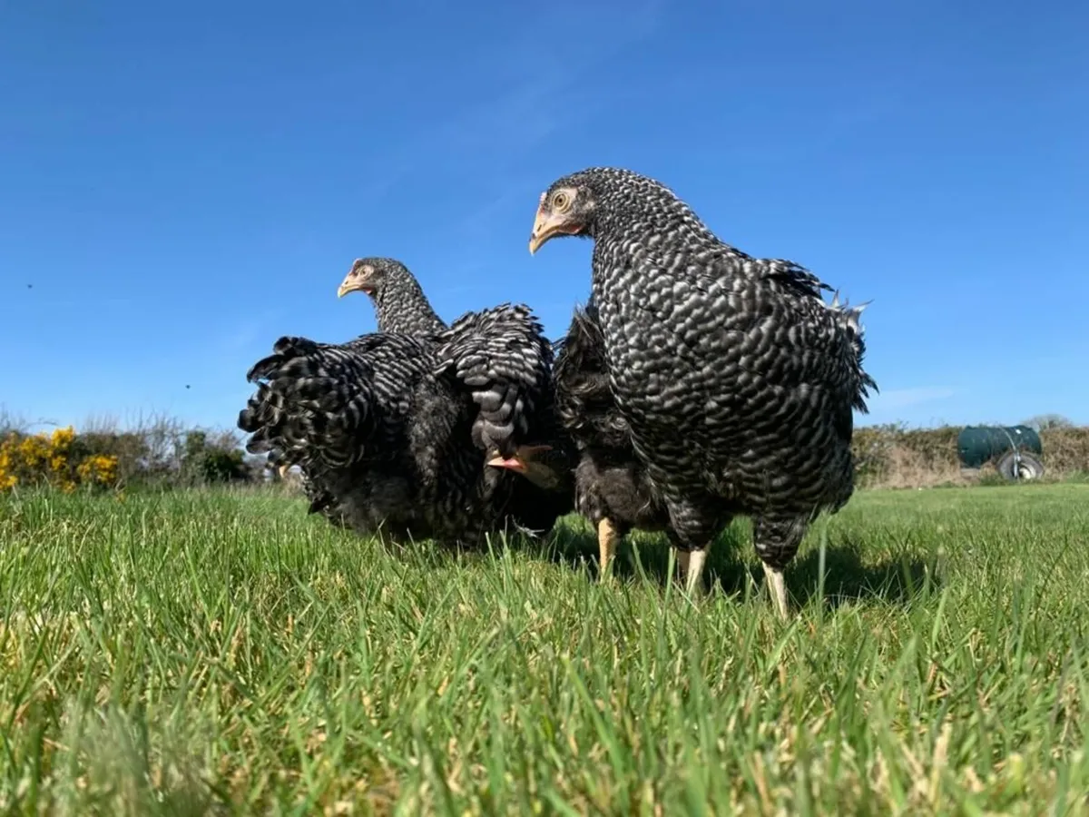 Chickens for sale - Image 4