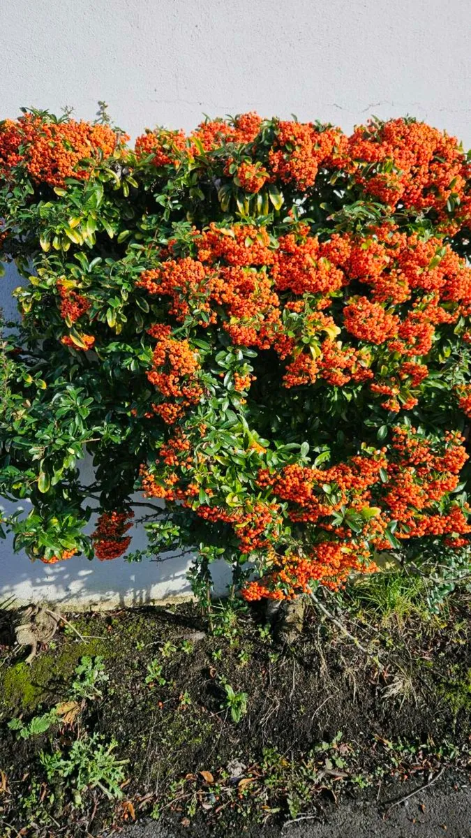 Pyracantha Firethorn 2euros - Image 3