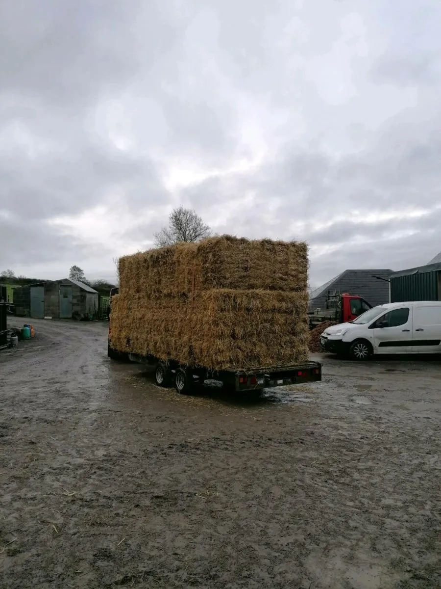 Small square bales hay straw - Image 4