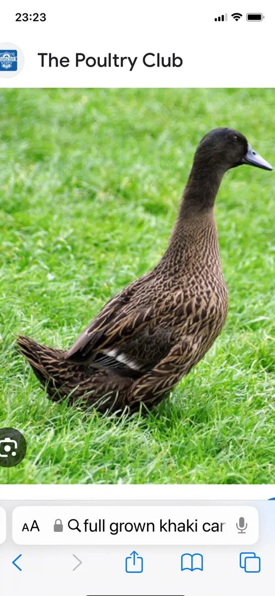 Maamcross Saturday the 28th February - Image 3