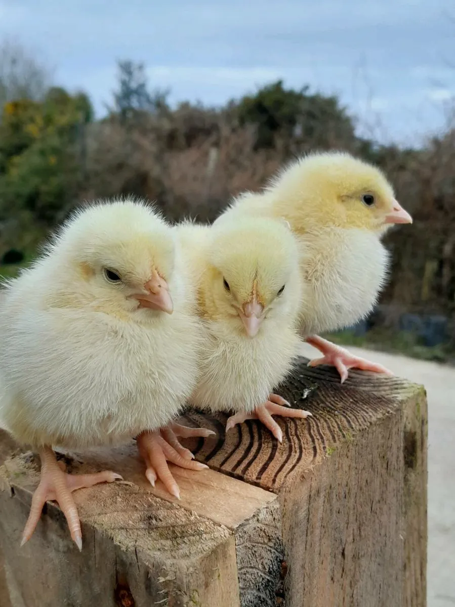 Poultry - Image 1