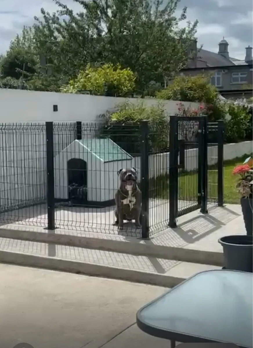 Classy Dog Runs Ireland - Image 1