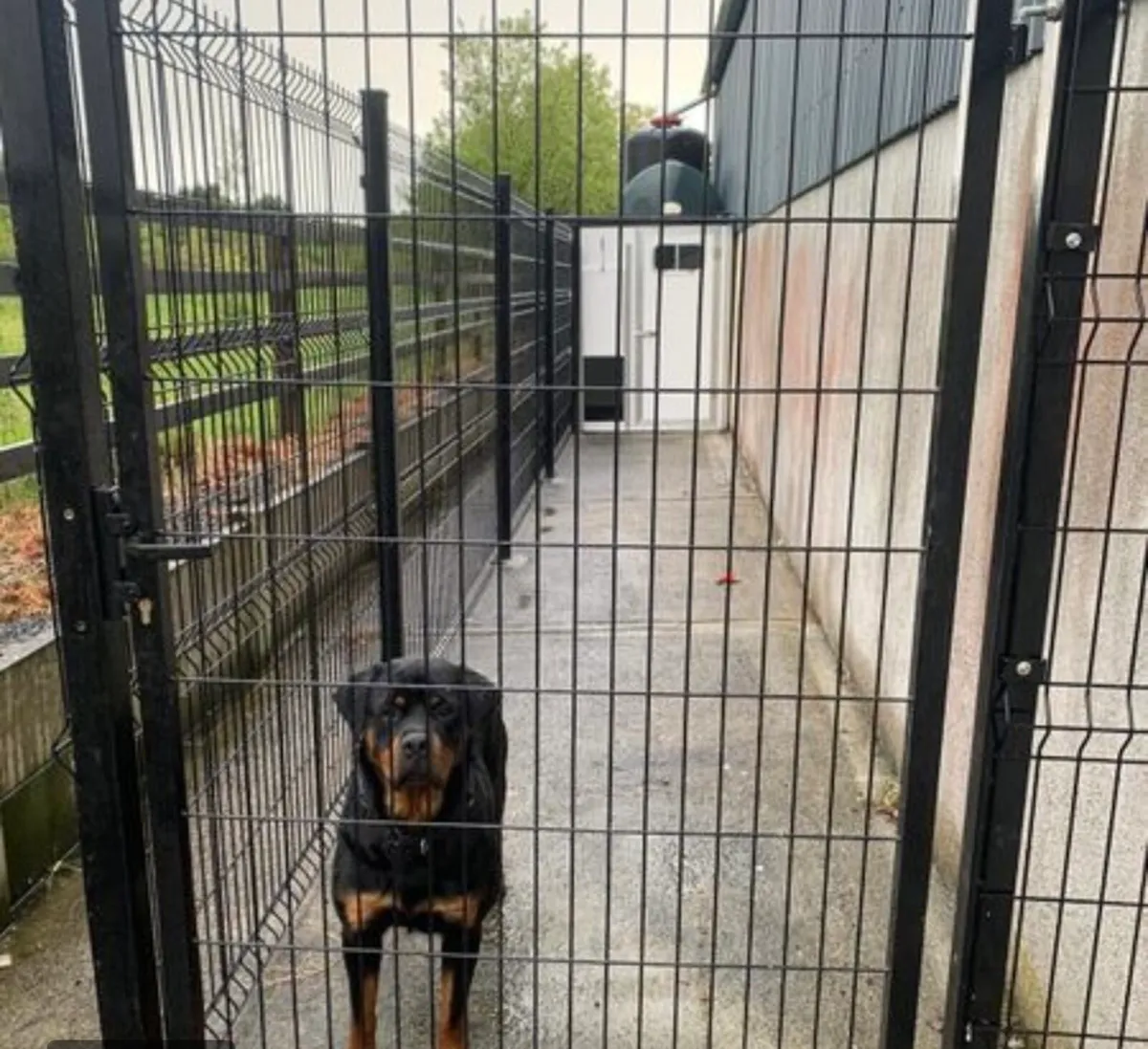 Classy Dog Runs Ireland - Image 2