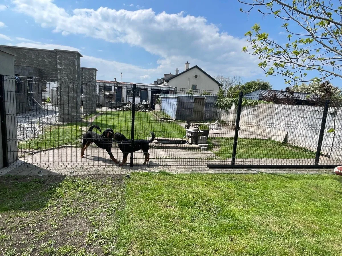 Classy Dog Runs Ireland - Image 4