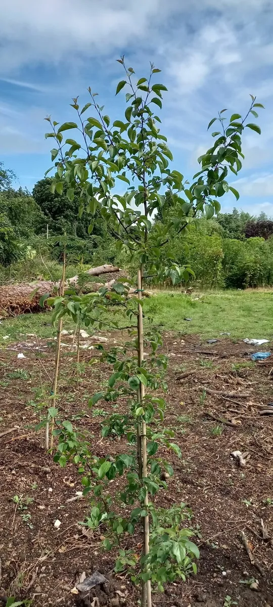 native trees and hedging - Image 2