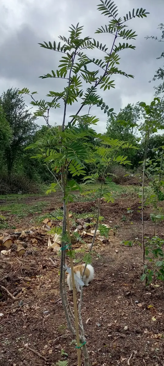 native trees and hedging - Image 4