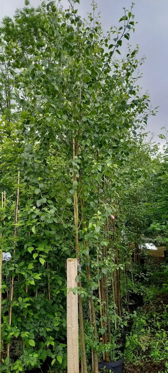 native trees and hedging - Image 1