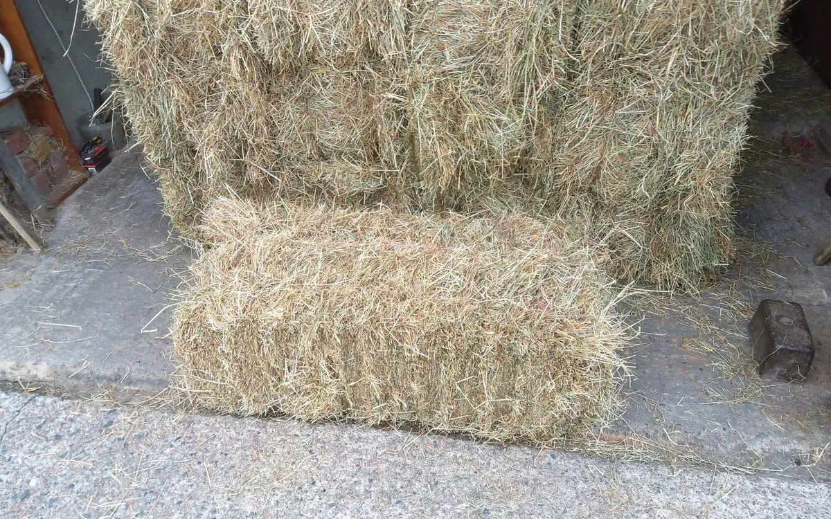 Hay small square bales - Image 1