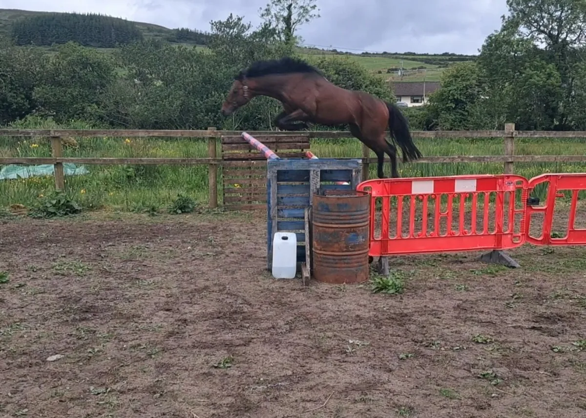 Hotstepper (TB) stallion at stud for RID mares - Image 2