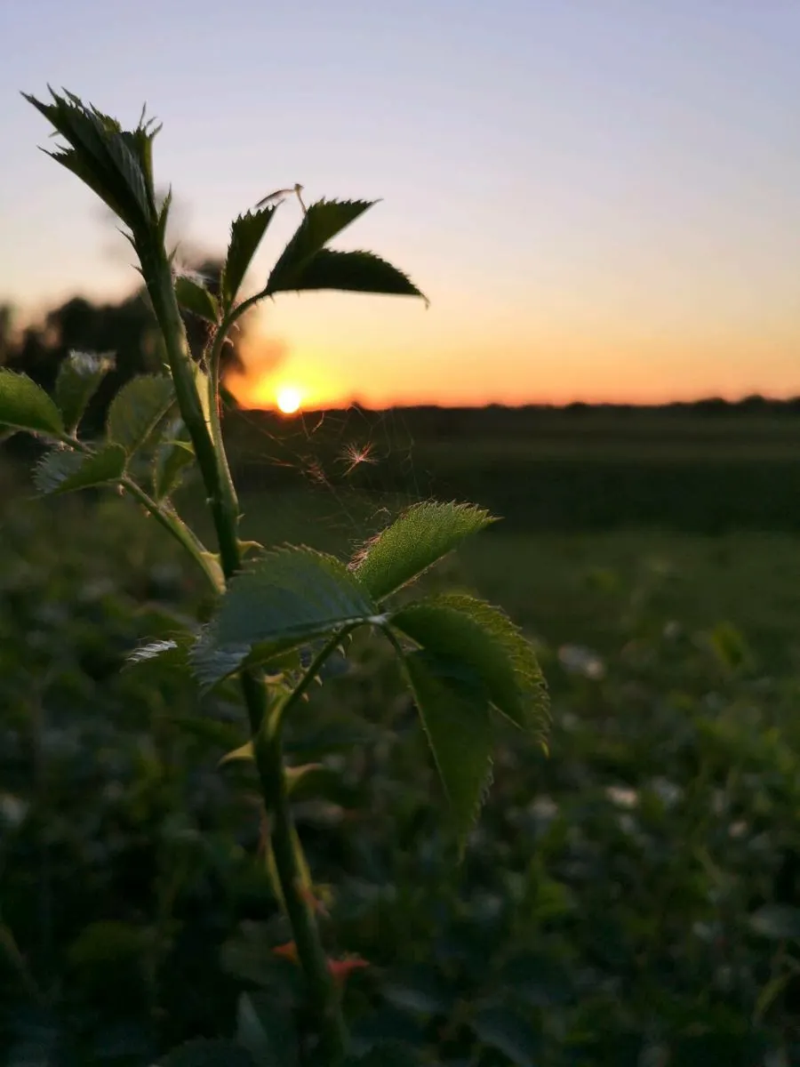 Síte for sale - Image 3