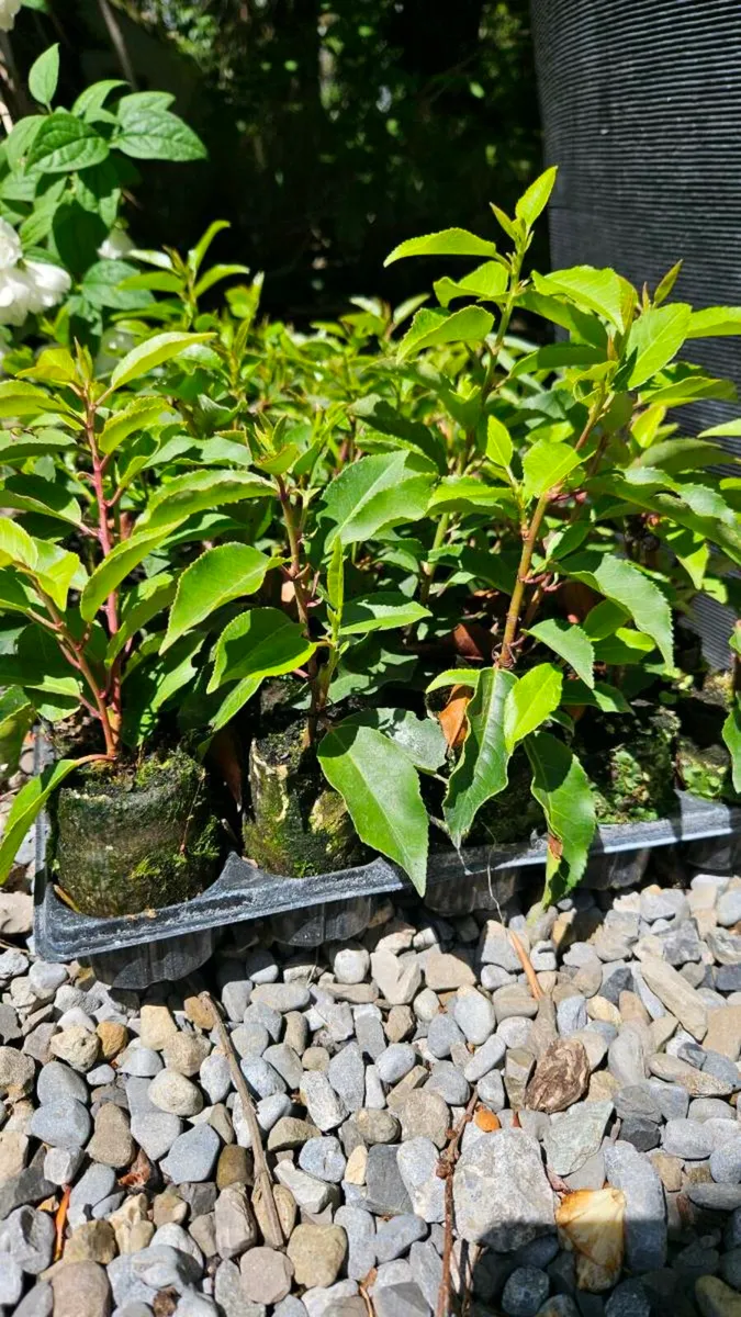Portuguese Laurel Hedging - Image 2