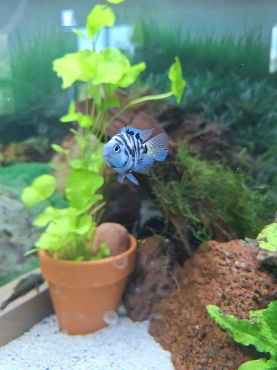 Baby Fish (various types of species) For Sale - Image 1