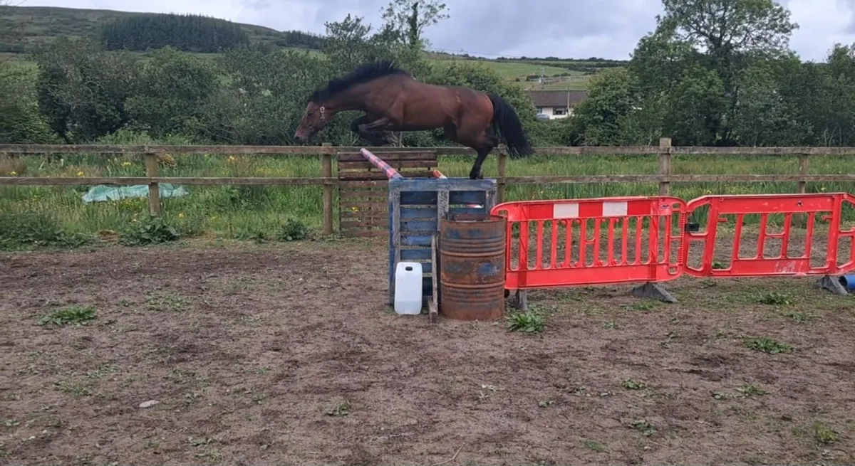 Hotstepper (TB) stallion at stud for RID mares - Image 3