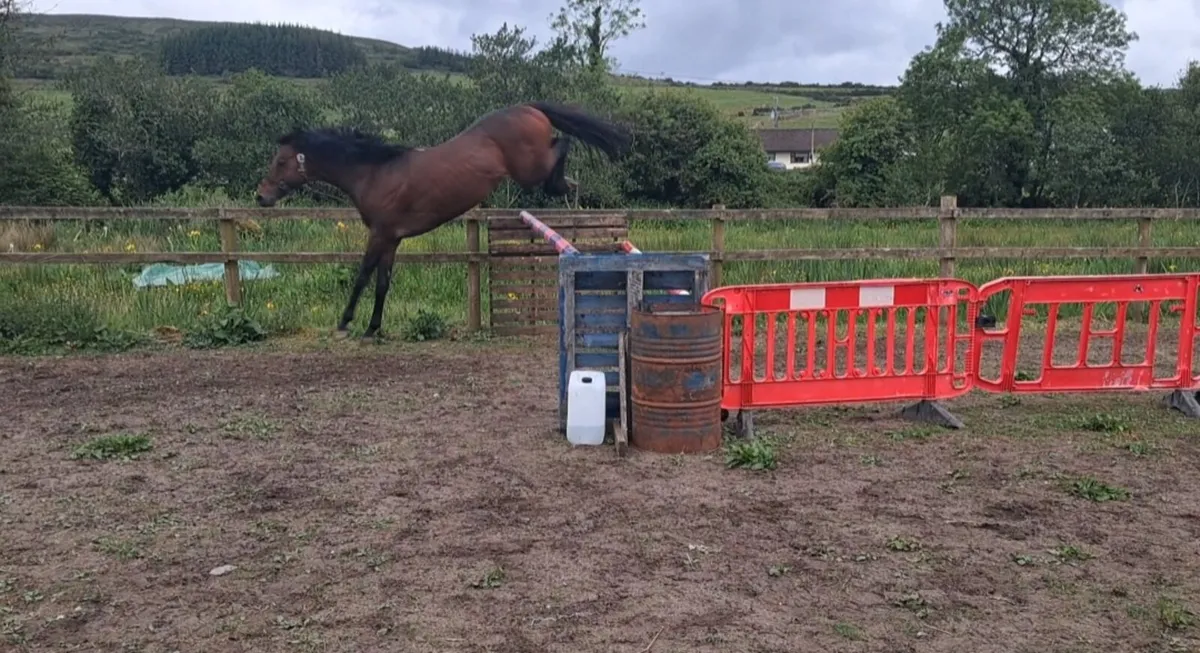 Hotstepper (TB) stallion at stud for RID mares - Image 4