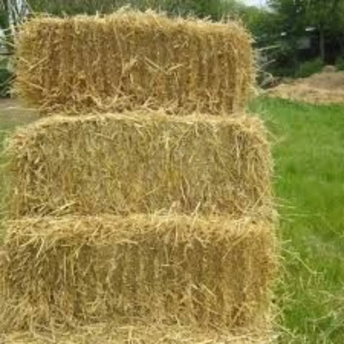 Straw barley oat wheat bean - Image 2