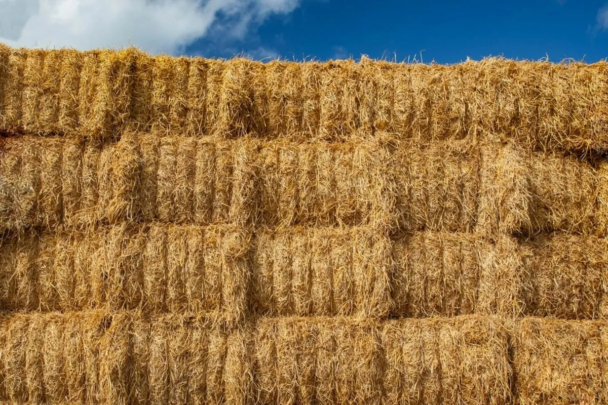 Straw barley oat wheat bean - Image 3