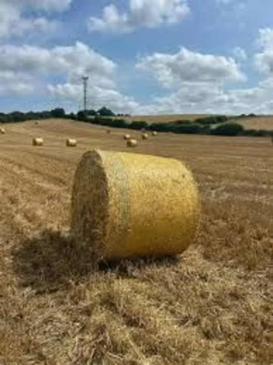 Straw barley oat wheat bean - Image 1