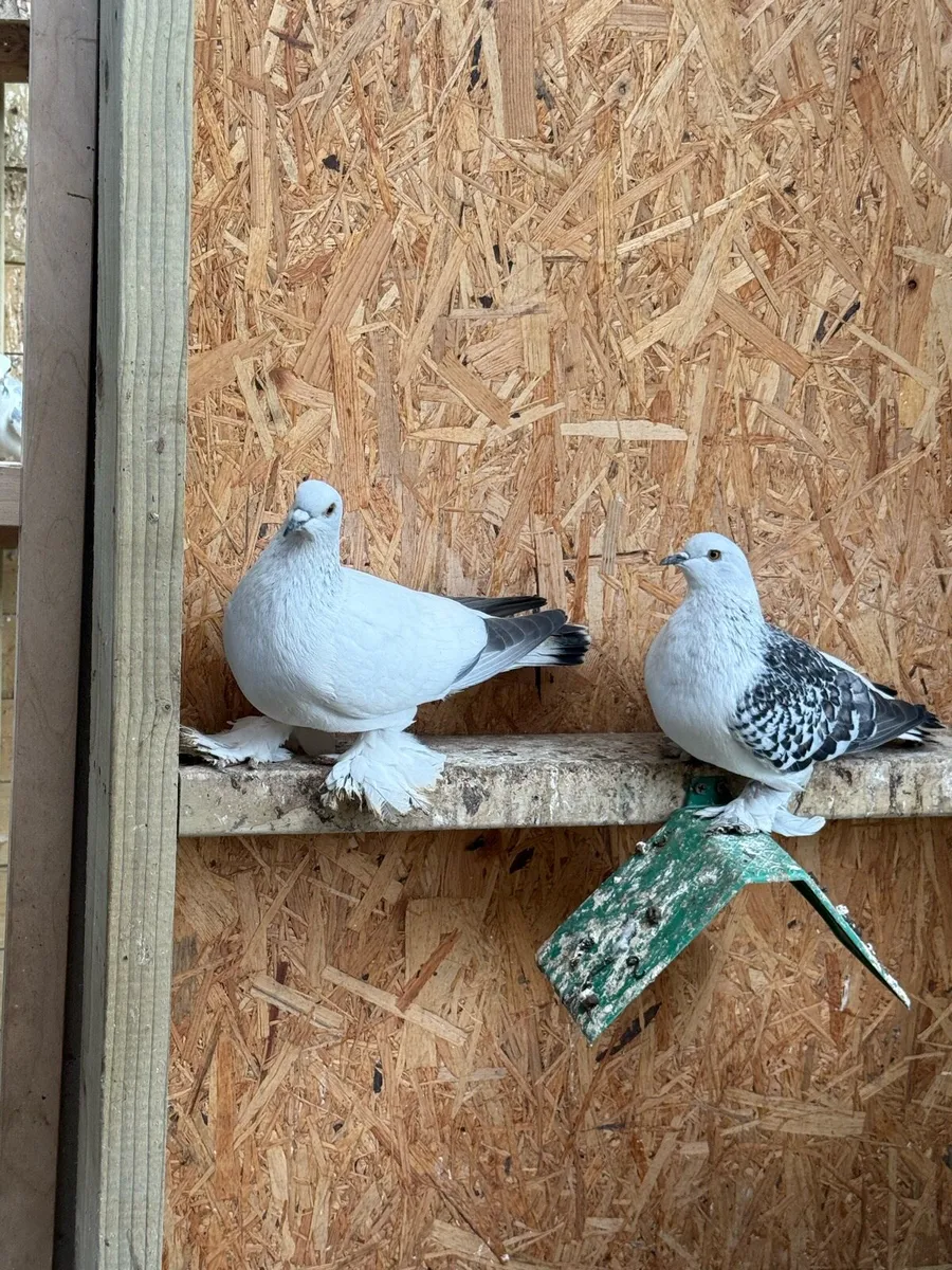 German Saxon pigeons available - Image 1