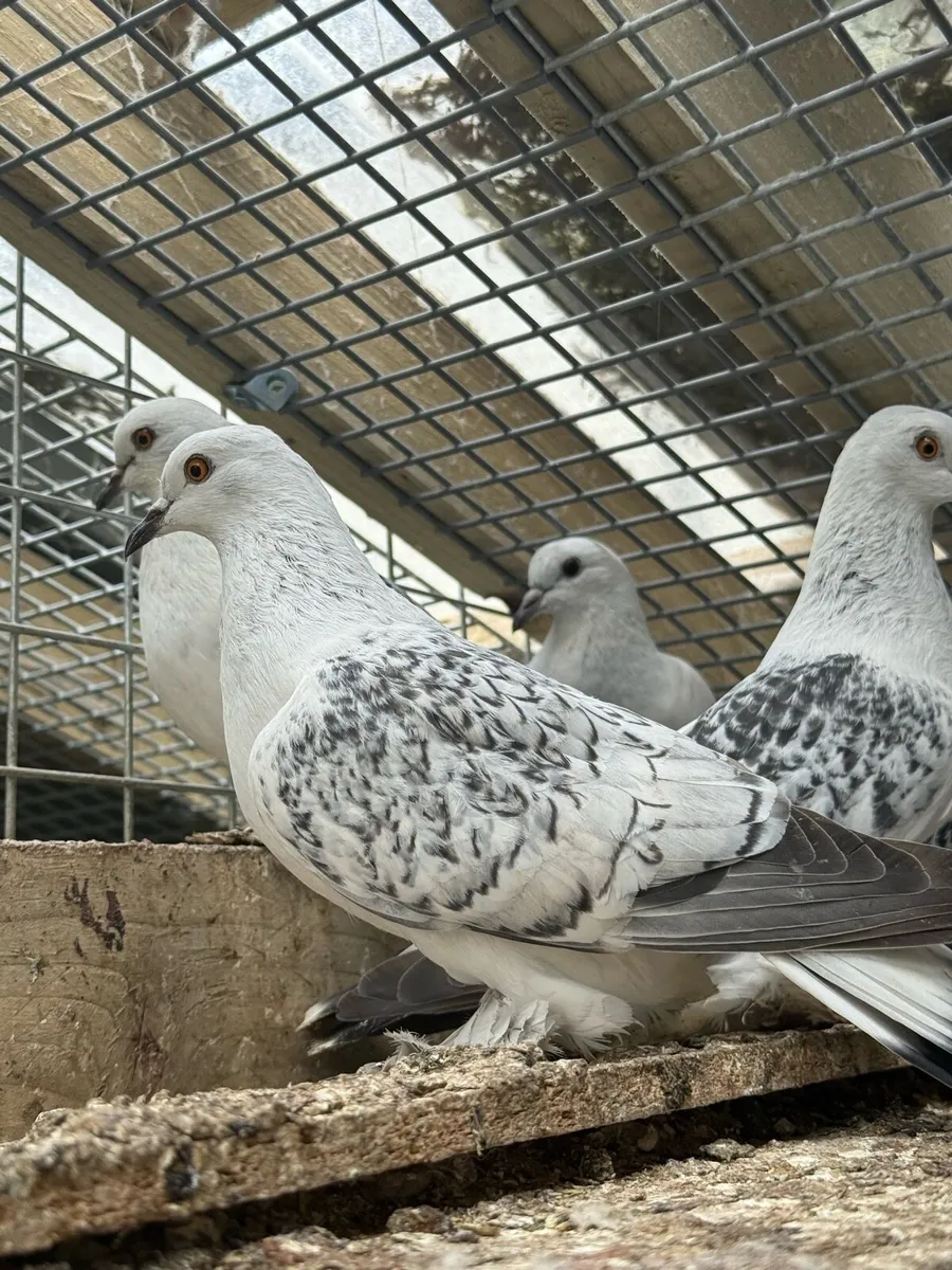 German Saxon pigeons available - Image 2