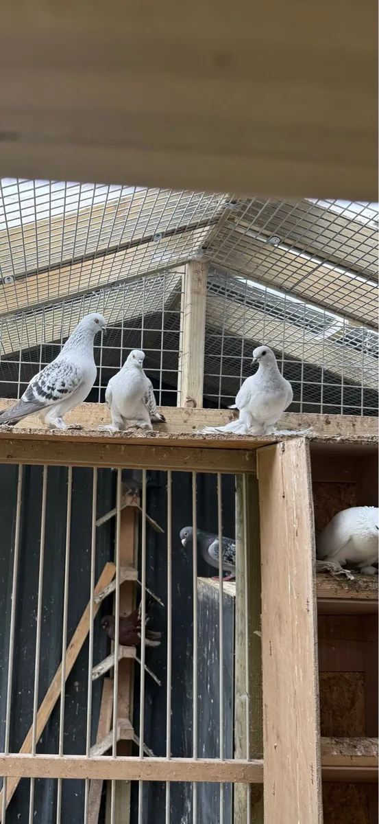 German Saxon pigeons available - Image 4