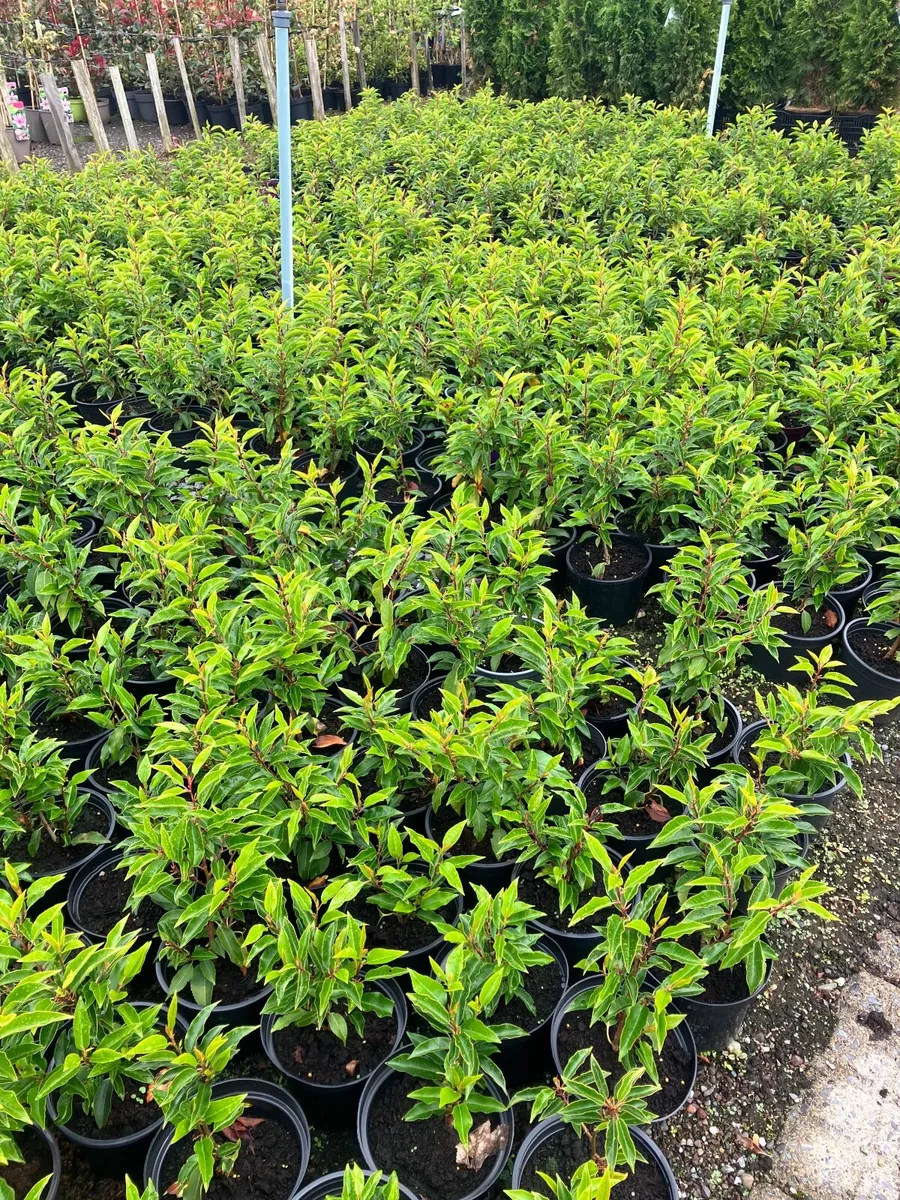 Portuguese laurel - Image 1