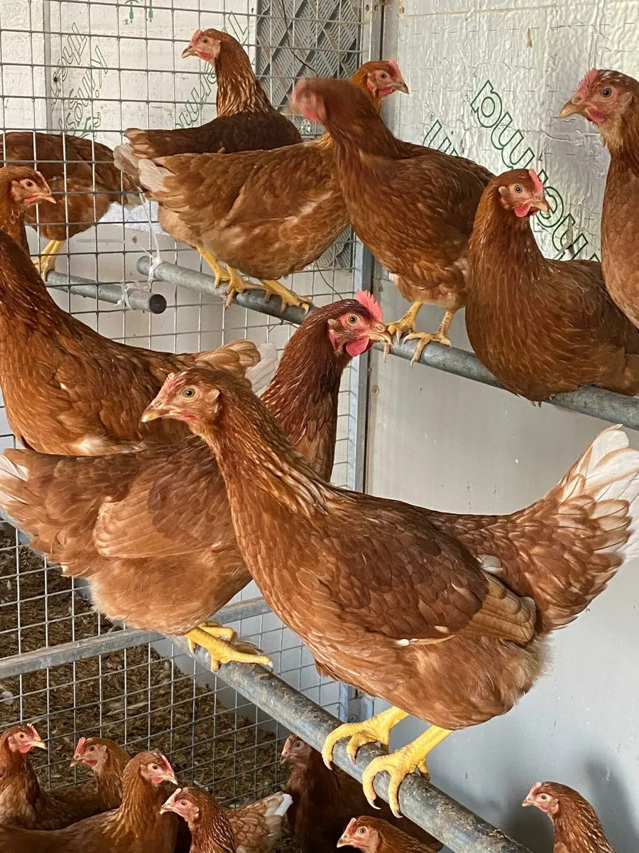 Ducks & Isa brown & leghorns - Image 1