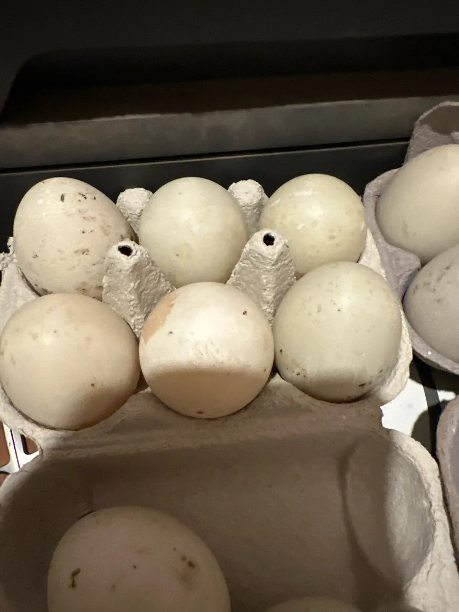 Ducks eggs - Image 1