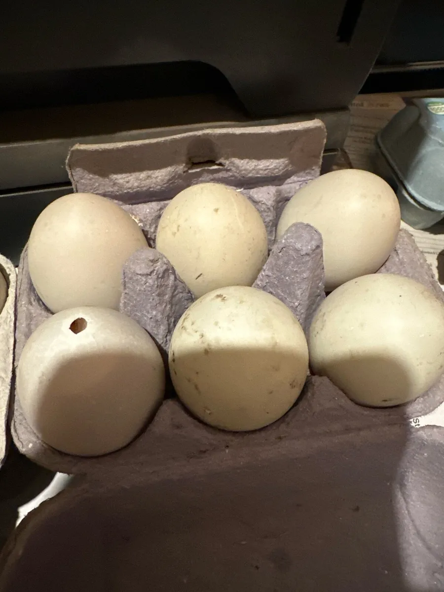 Ducks eggs - Image 2