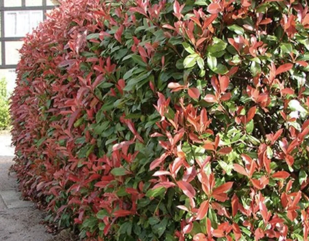 Red Robin Hedging Plants - Image 1