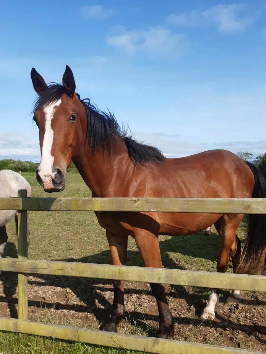 Horse - Image 3