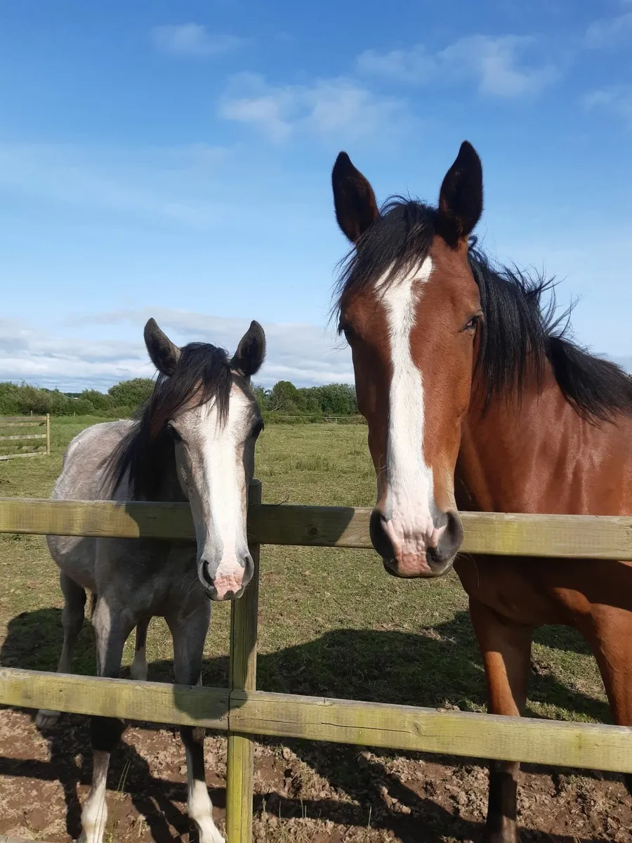 Horse - Image 4