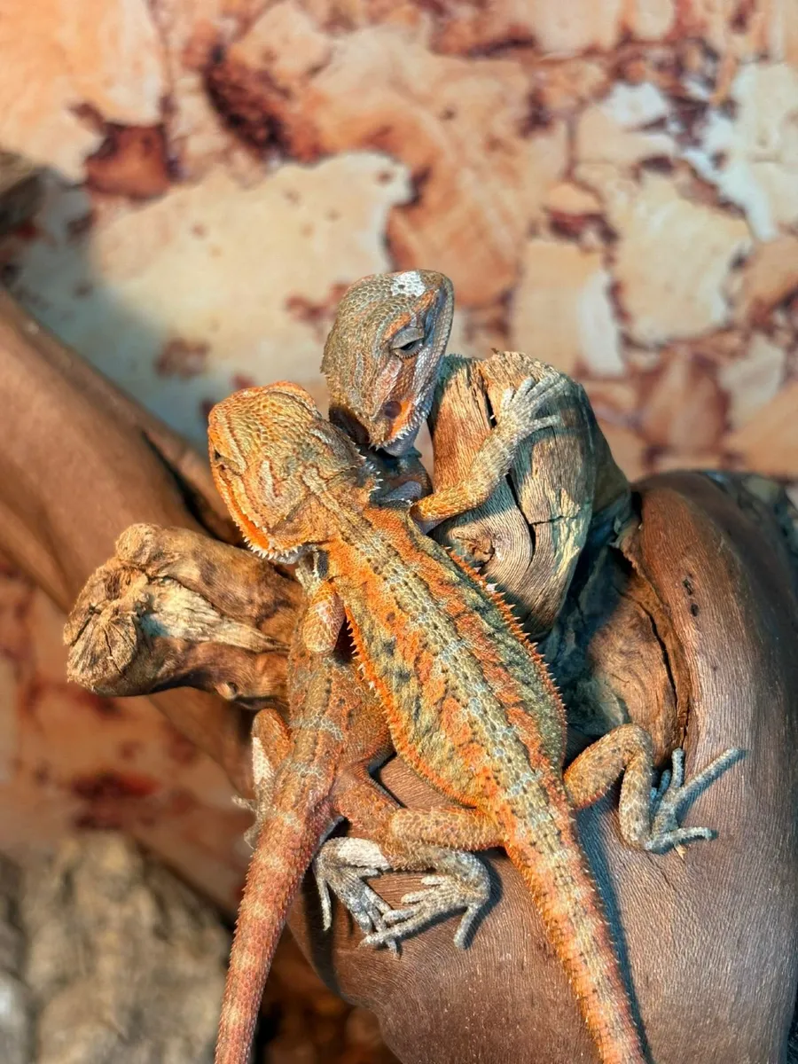 Bearded Dragon Babies - Image 3