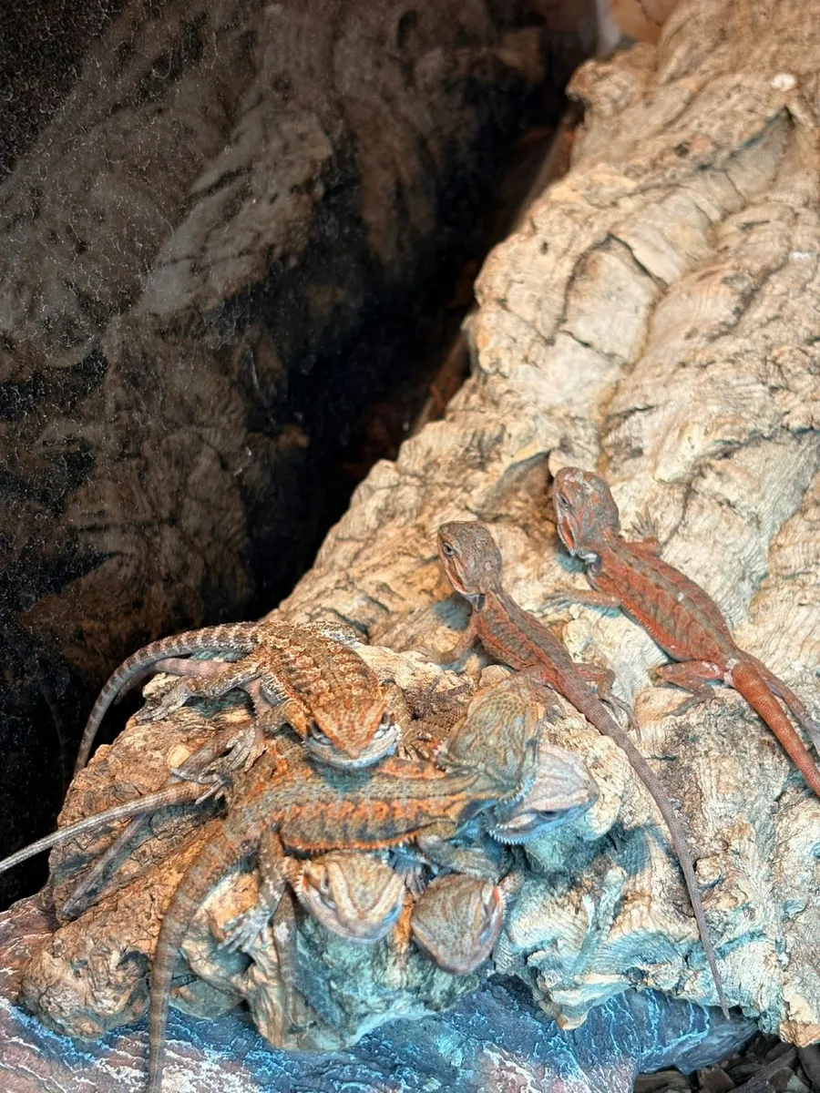 Bearded Dragon Babies - Image 4