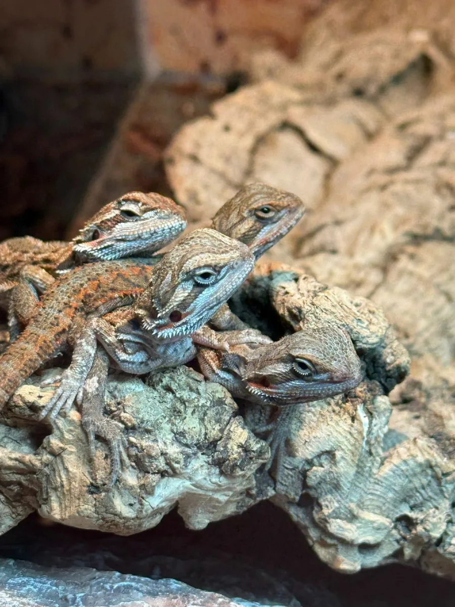 Bearded Dragon Babies - Image 1