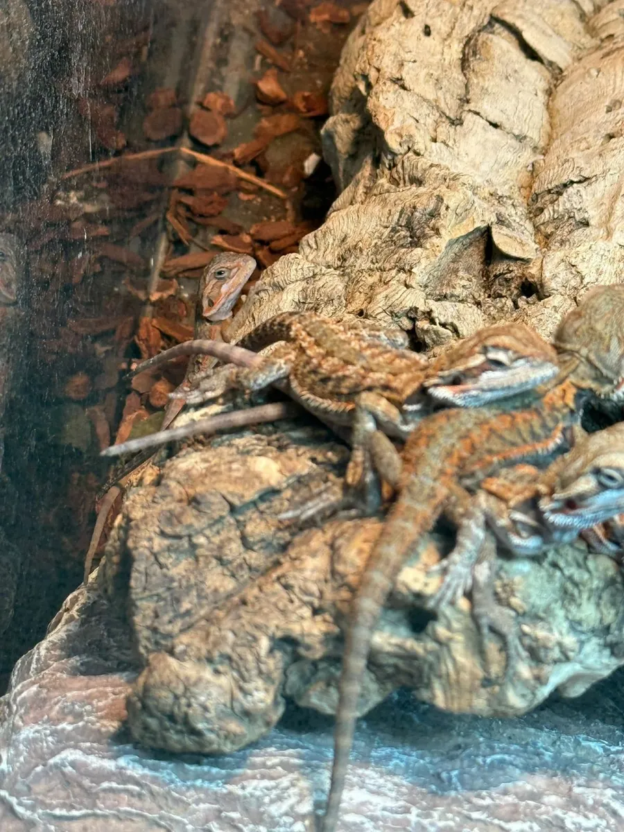 Bearded Dragon Babies - Image 2
