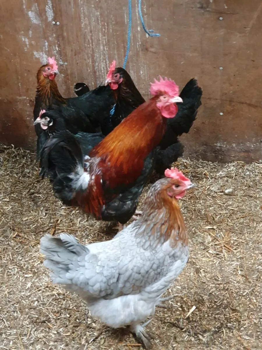 Hens/pullets,  every day in kildare - Image 3