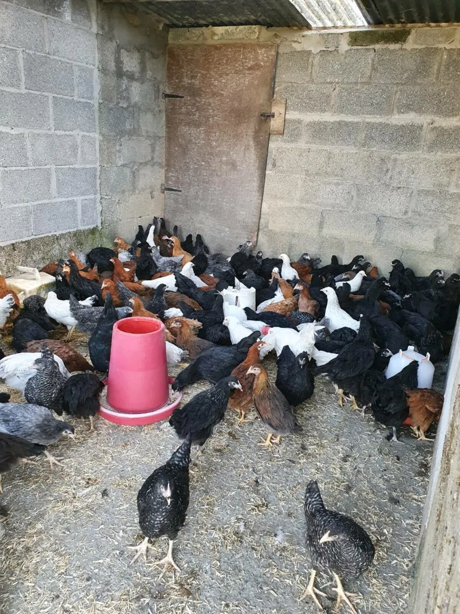 Hens/pullets,  every day in kildare - Image 1