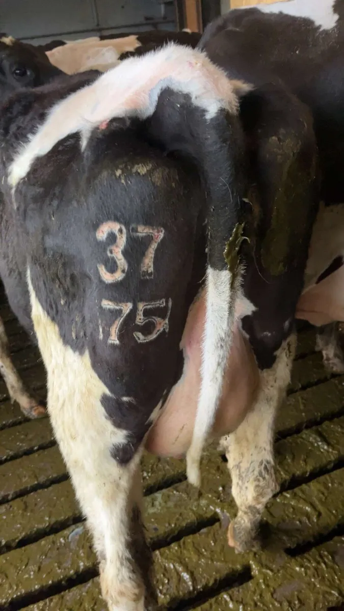 Hoof trimming, de budding, Freeze branding - Image 4