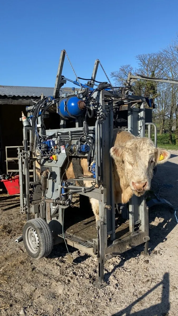Hoof trimming, de budding, Freeze branding - Image 1