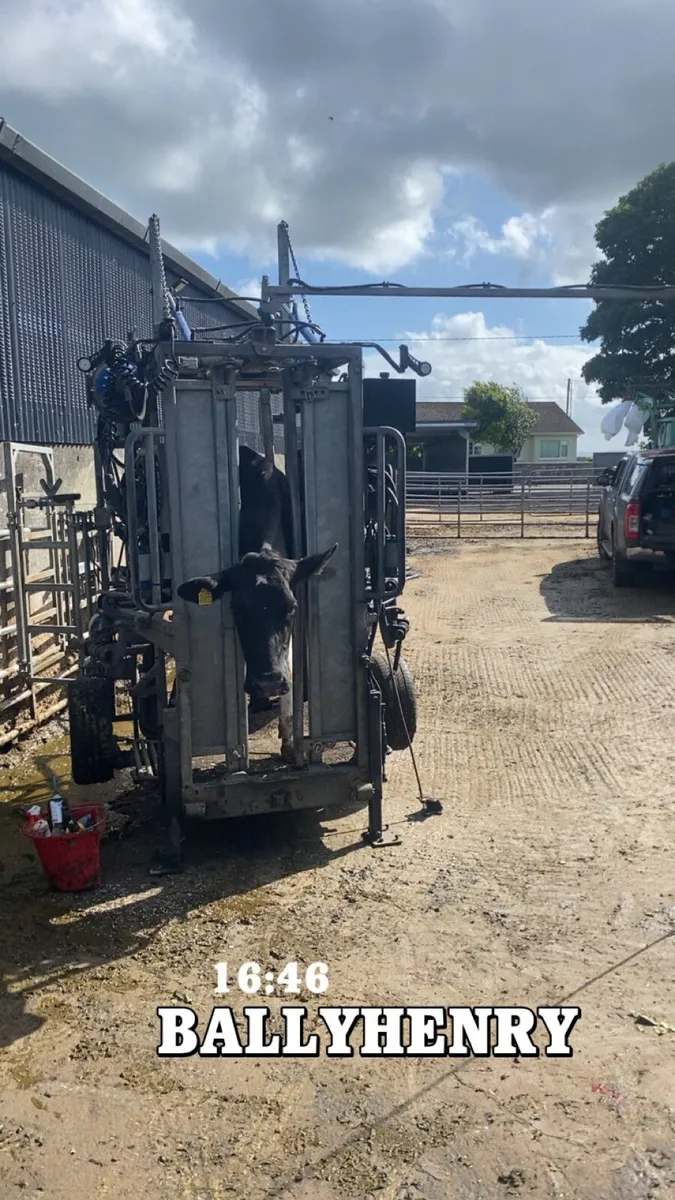 Hoof trimming, de budding, Freeze branding - Image 2