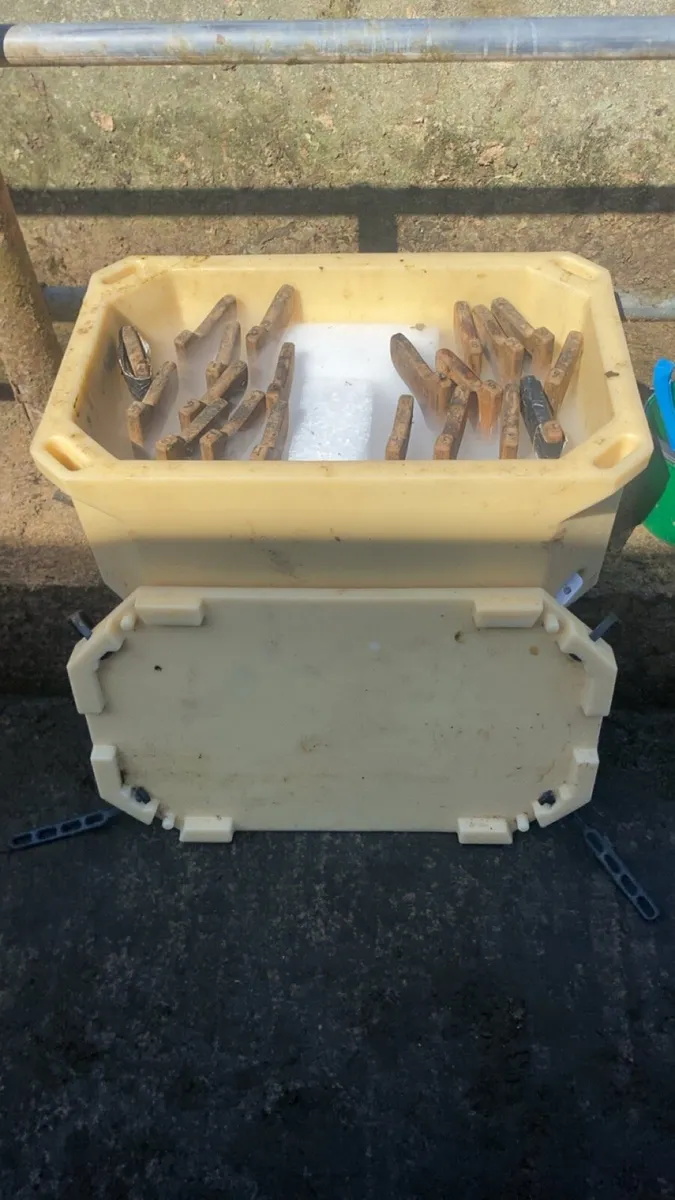 Hoof trimming, de budding, Freeze branding - Image 3