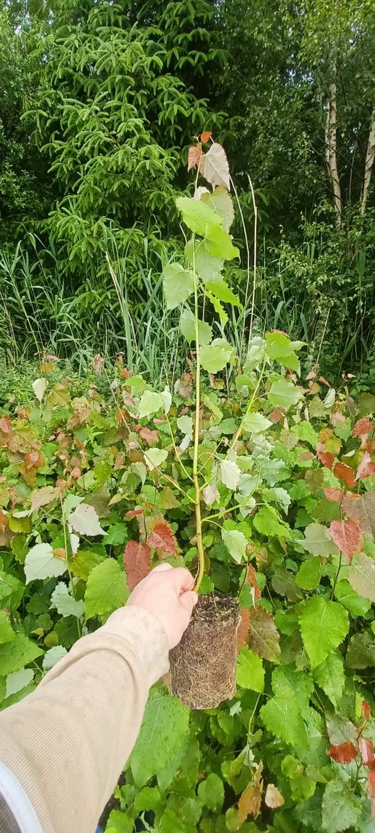Native Aspen trees for sale - Image 1